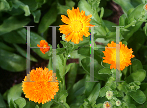 Picture of Calendula officinalis 'Alpha'