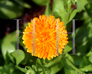 Picture of Calendula officinalis 'Alpha'