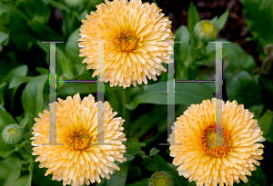 Picture of Calendula officinalis 'Bon Bon Apricot'