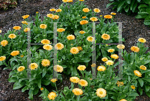 Picture of Calendula officinalis 'Bon Bon Apricot'