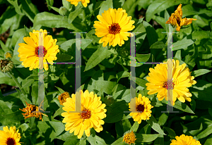 Picture of Calendula officinalis 'Fiesta Gitana'