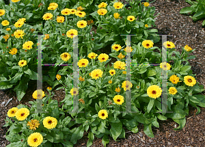 Picture of Calendula officinalis 'Fiesta Gitana'