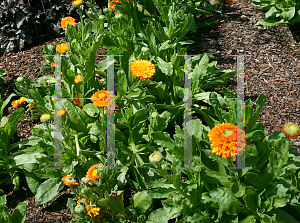 Picture of Calendula officinalis 'Greenheart Orange'