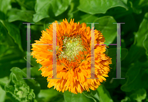 Picture of Calendula officinalis 'Greenheart Orange'