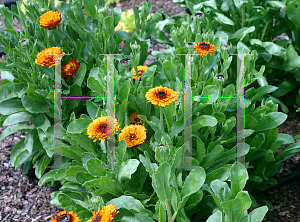 Picture of Calendula officinalis 'Indian Prince'