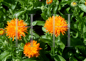 Picture of Calendula officinalis 'Porcupine'