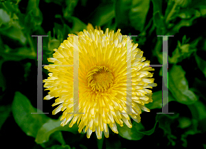 Picture of Calendula officinalis 'Pacific Beauty'