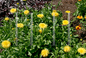 Picture of Calendula officinalis 'Pacific Beauty'