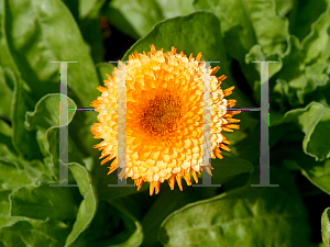 Picture of Calendula officinalis 'Pink Surprise'