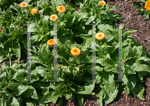 Picture of Calendula officinalis 'Pink Surprise'