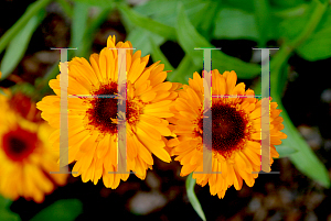 Picture of Calendula officinalis 'Princess Black Centered Orange'