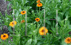 Picture of Calendula officinalis 'Princess Black Centered Orange'