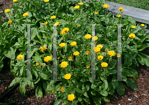 Picture of Calendula officinalis 'Resina'