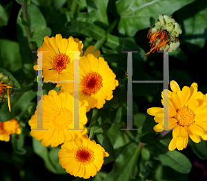 Picture of Calendula officinalis 'Resina'