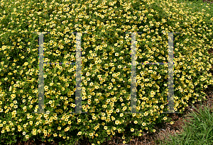 Picture of Calibrachoa  'Colorful Expressions California Gold Rush'