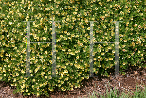 Picture of Calibrachoa  'Spring Fling Yellow'