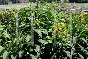 Picture of Cestrum aurantiacum 