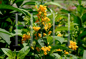 Picture of Cestrum aurantiacum 