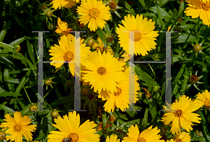 Picture of Coreopsis  'Experimental Coreopsis COR118'