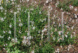 Picture of Gaura  'Karalee White'