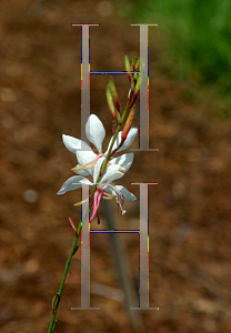 Picture of Gaura  'Karalee White'