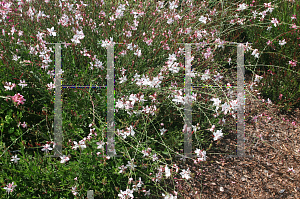 Picture of Oenothera lindheimeri 'Ballerina Blush'