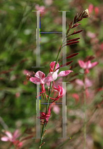 Picture of Oenothera lindheimeri 'Pink Whirling Butterflies'