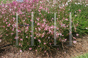 Picture of Oenothera lindheimeri 'Siskiyou Pink'