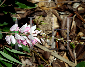 Picture of Indigofera decora 