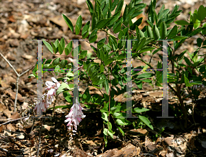 Picture of Indigofera decora 