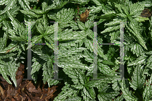 Picture of Lamium galeobdolon 'Herman's Pride'