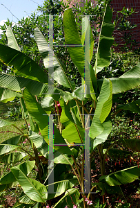 Picture of Musa velutina 'Pink Velvet Banana'