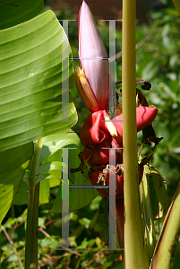 Picture of Musa velutina 'Pink Velvet Banana'