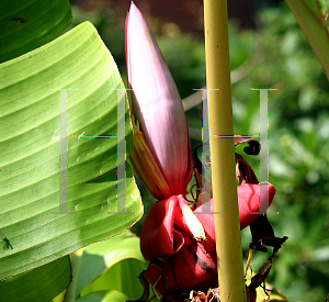 Picture of Musa velutina 'Pink Velvet Banana'