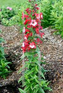 Picture of Penstemon  'Phoenix Red'