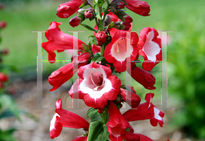 Picture of Penstemon  'Phoenix Red'