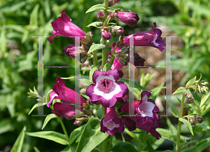 Picture of Penstemon  'Phoenix Violet'