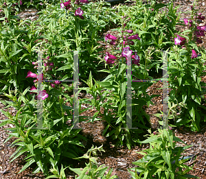 Picture of Penstemon  'Phoenix Violet'