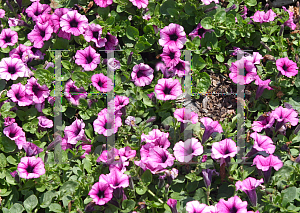 Picture of Petunia x hybrida 'Sweet Pleasure Violet Vein'