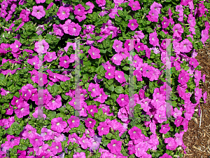 Picture of Petunia x hybrida 'Avalanche Lavender'