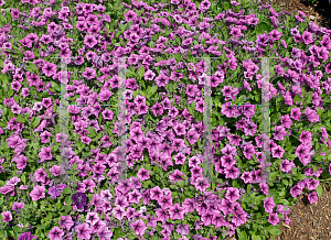 Picture of Petunia x hybrida 'Calimero Purple Vein'