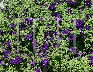 Picture of Petunia x hybrida 'Double Cascade Blue'