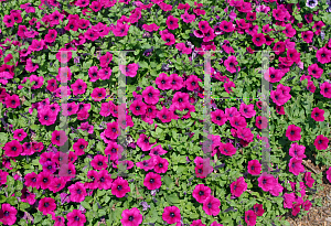 Picture of Petunia x hybrida 'Famous Purple'