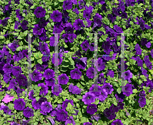 Picture of Petunia x hybrida 'Jamboree Blue'