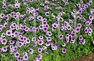 Picture of Petunia x hybrida 'Jamboree Blue Vein'