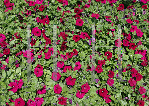 Picture of Petunia x hybrida 'Jamboree Burgundy'