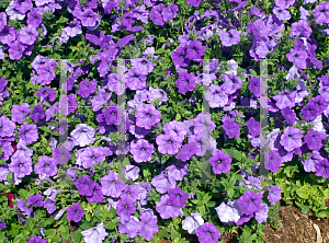 Picture of Petunia x hybrida 'Jamboree Light Blue'