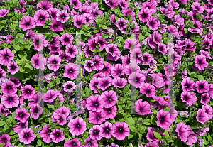 Picture of Petunia x hybrida 'Jamboree Plum Vein'