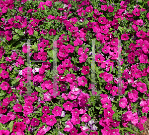 Picture of Petunia x hybrida 'MunchKin Magenta'