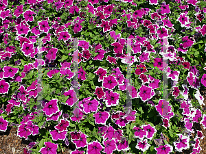 Picture of Petunia x hybrida 'Music Calypso'